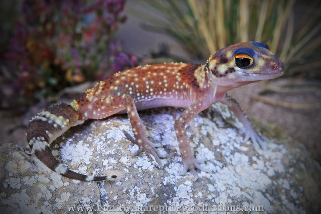 The Thick-tailed Gecko