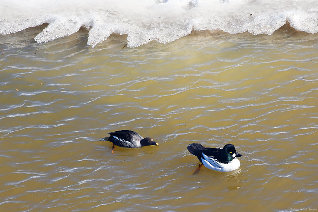 Pair of Goldeneyes Along the Maitland River