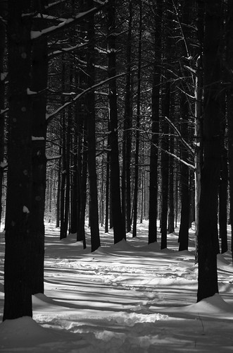 bw snow blackandwhite woburn hornpond trees explore