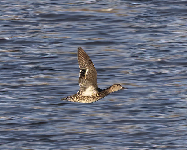 Female Green-winged Teal duck flying over a lake with wings up