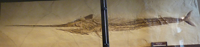 Blochius longirostris (10-9-21 Naturistorisches Museum Wien, leg in Bolca, Italia)