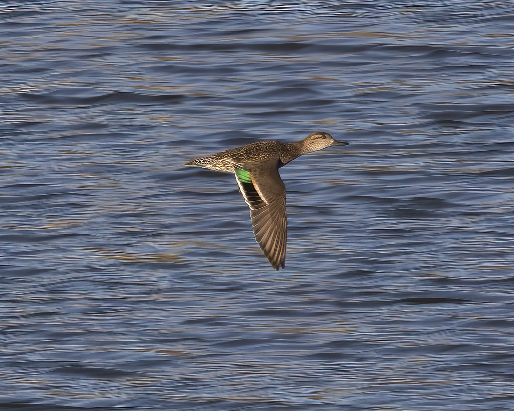 Female Green-winged Teal duck flying over a lake with wings down