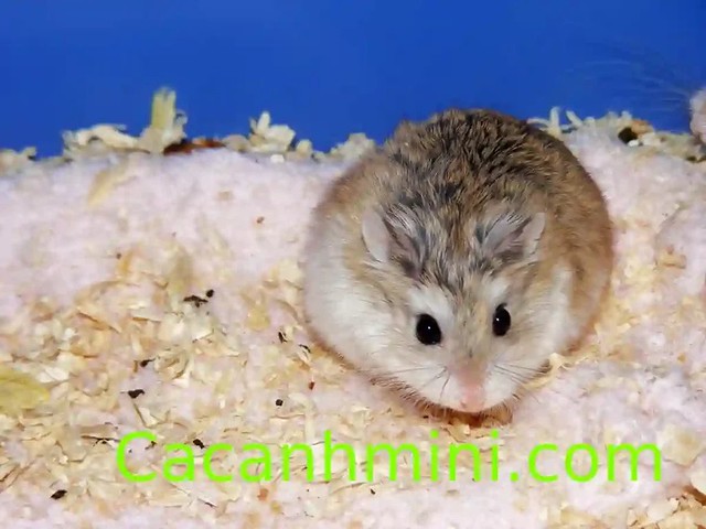 Bí kíp nuôi chuột Hamster Robo chuột cảnh đáng yêu