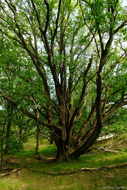 Quercus robur, a very old one