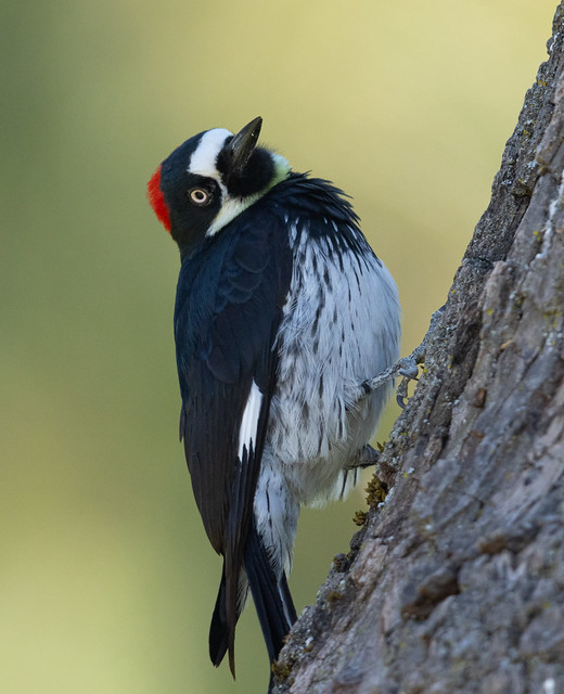 Acorn Woodpecker (R52_5972)