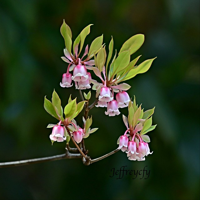 吊鐘花, Chinese New Year Flower, Enkianthus quinqueflorus,