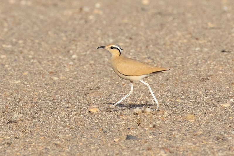 Cream-colored Courser flying