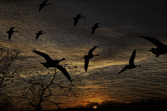 Geese Water Sky