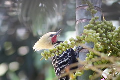 #woodpecker #pica-pau