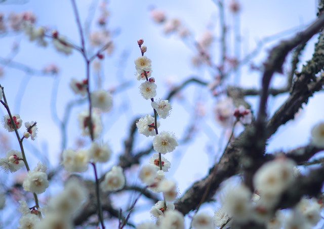 White plum blossoms  白梅