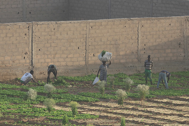 Gardeners N'Djamena Chad