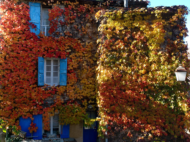 la maison en feuilles aux volets bleus