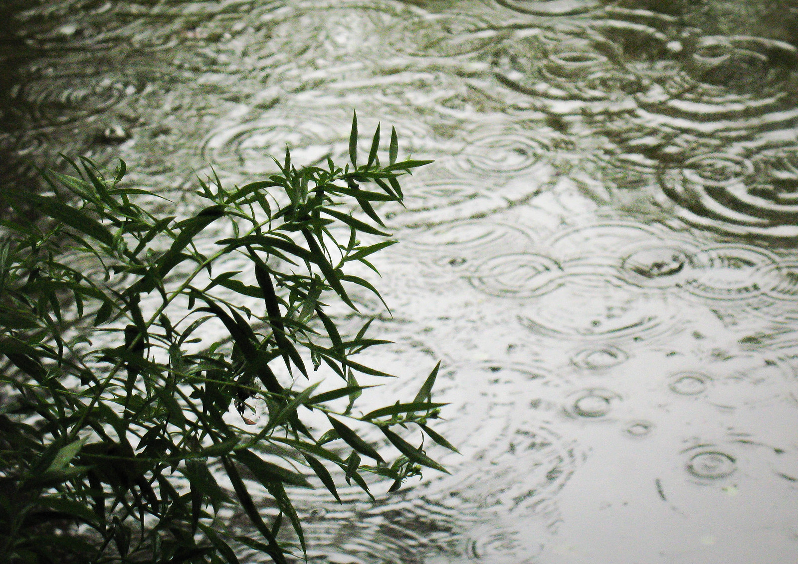 Rain on the Eramosa River