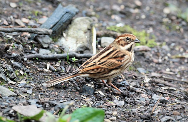 Reed Bunting  (Female)
