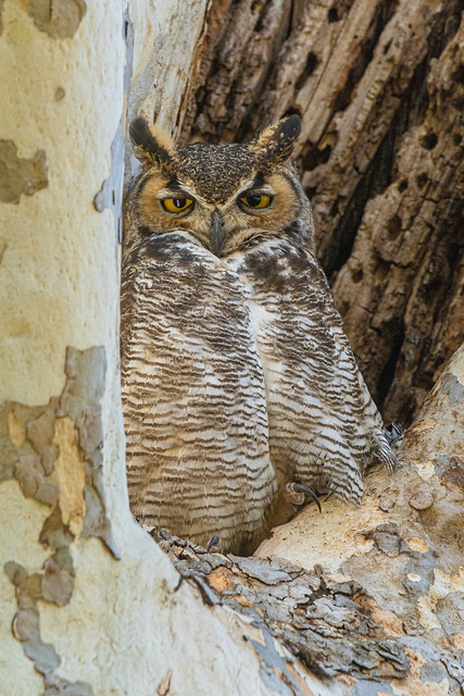 Great Horned Owl in the Tree Nest
