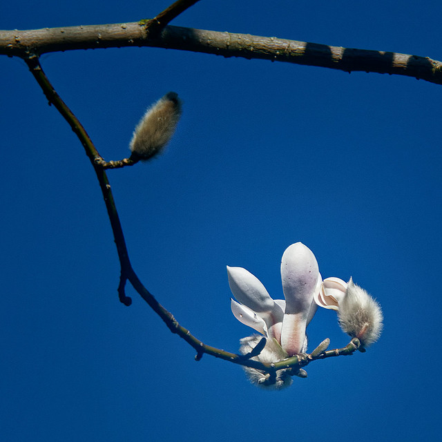 The first magnolias