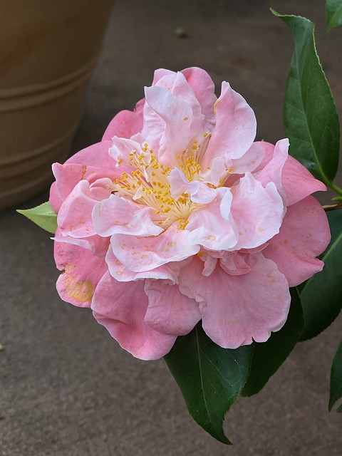 Camellia “Tiffany”