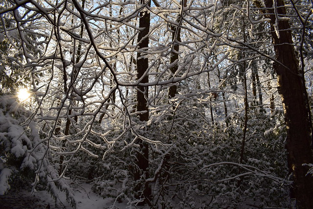 Snow Lit Trees
