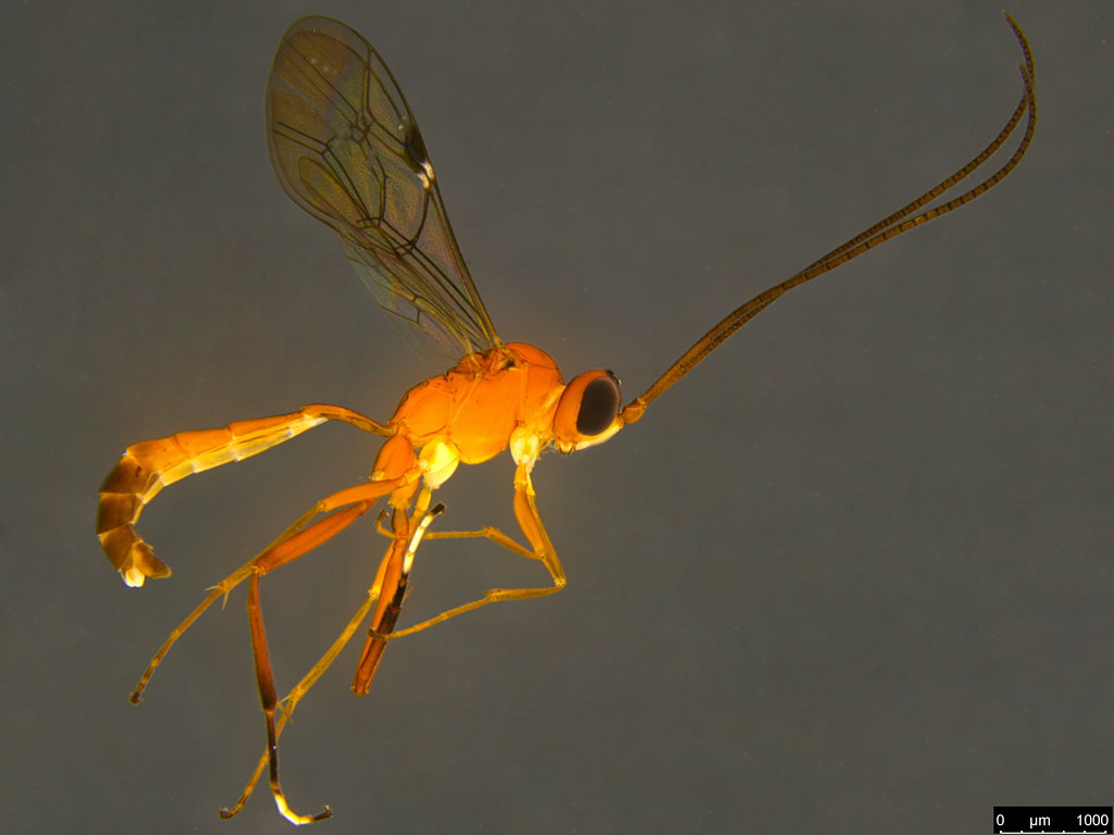 4a - Ichneumonidae sp.
