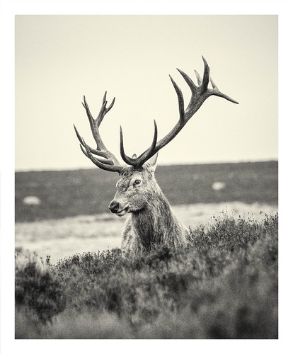 Monarch Stag | Monochrome image of a Monarch Stag on the Pea… | Flickr