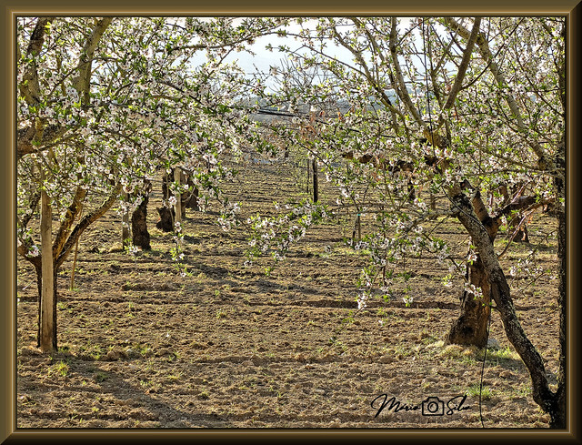 Cerejeiras em flor  -  Águas Frias (Chaves) - Portugal