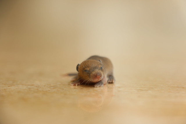 baby Rat
