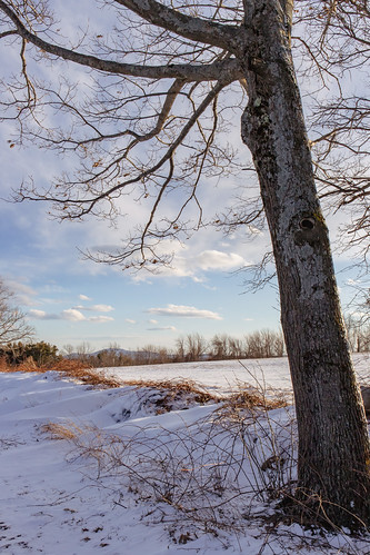 scenicview landscape tree winter field snow afternoon outdoors nature canon
