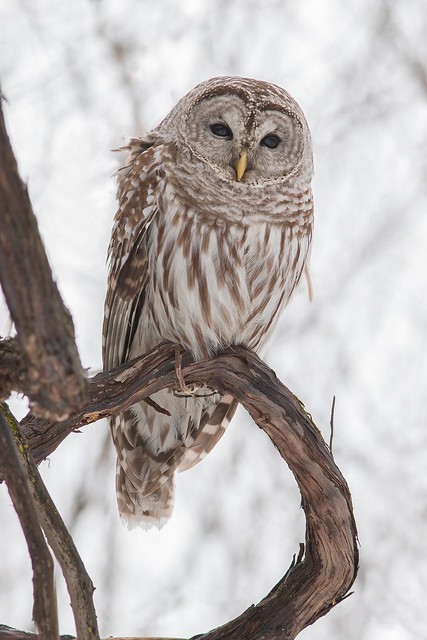 Chouette rayée   Strix varia - Barred Owl