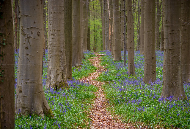 Bluebells carpet in the forest - a fairytale scenario in Hallerbos...
