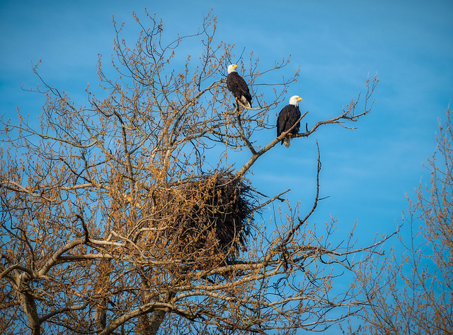 Bald Eagle Pair Guarding the Nest