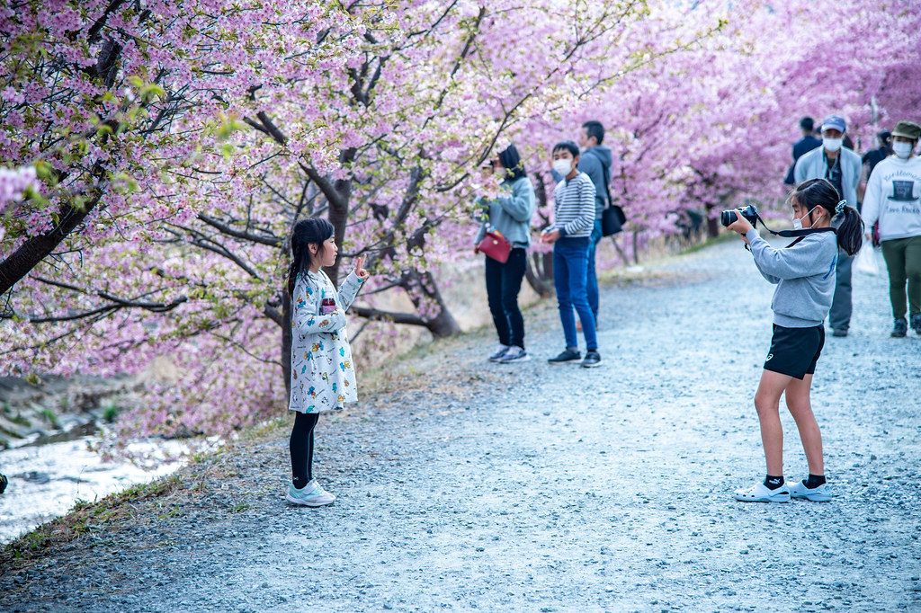 東大山桜祭り
