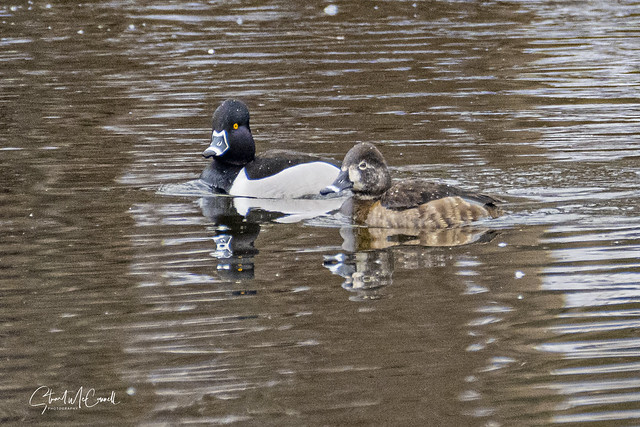 Ring-necked duck couple.