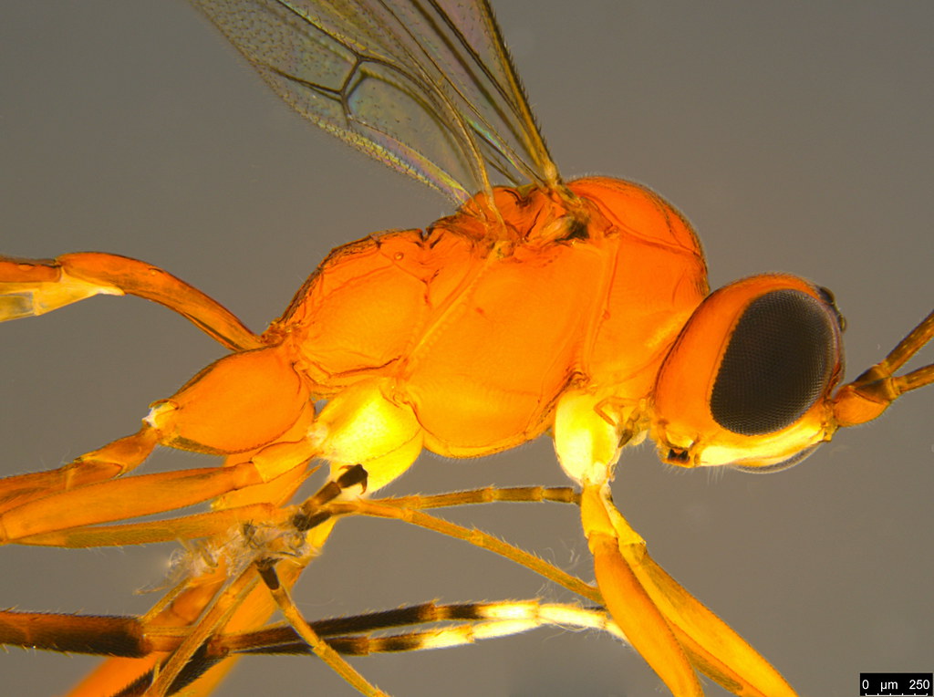 5b - Ichneumonidae sp.