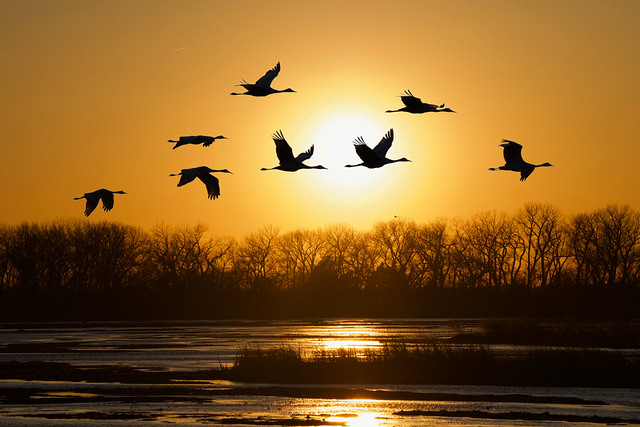 Sandhill Crane Migration - Nebraska