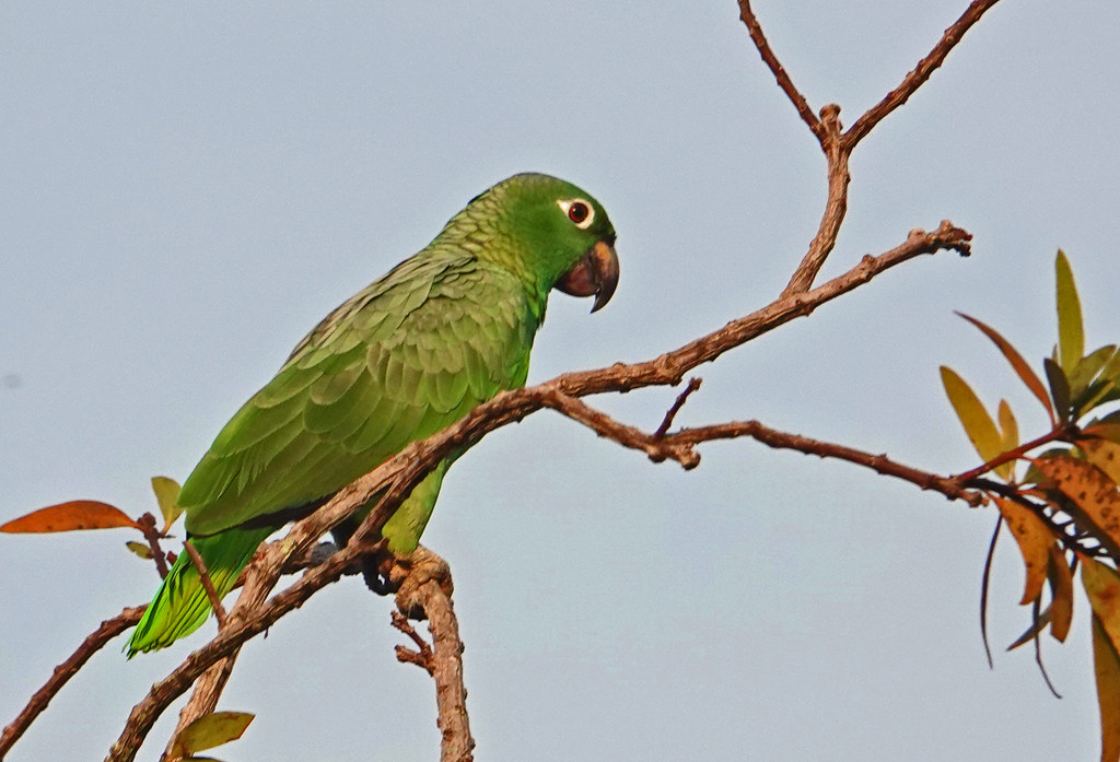 Lora Real, Mealy Parrot (Amazona farinosa)