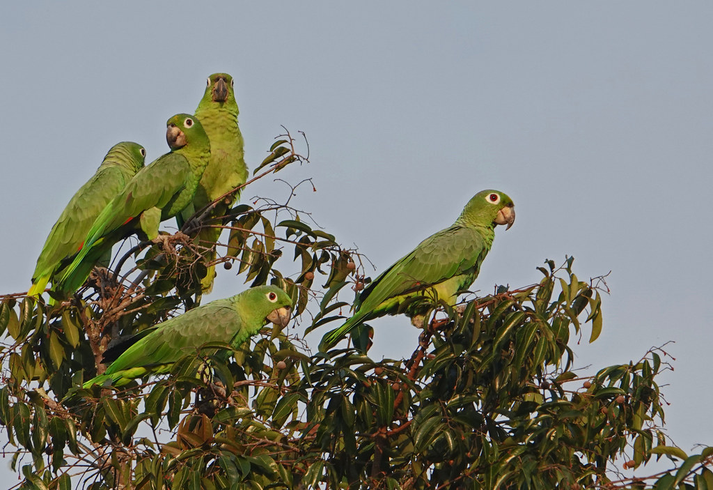 Lora Real, Mealy Parrot (Amazona farinosa)