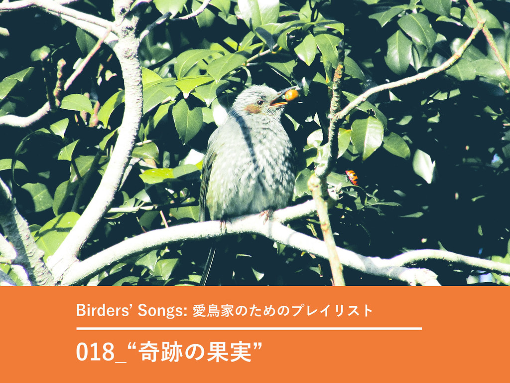 Birders-Songs-018