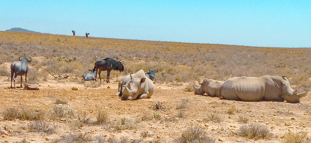 Wildebeests (with rhinos) watch approaching elephants | Safari at Inverdoorn Game Reserve, Breede River DC, South Africa