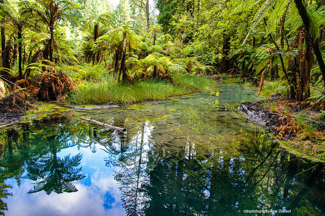 Nice water reflections in The Redwood Forests