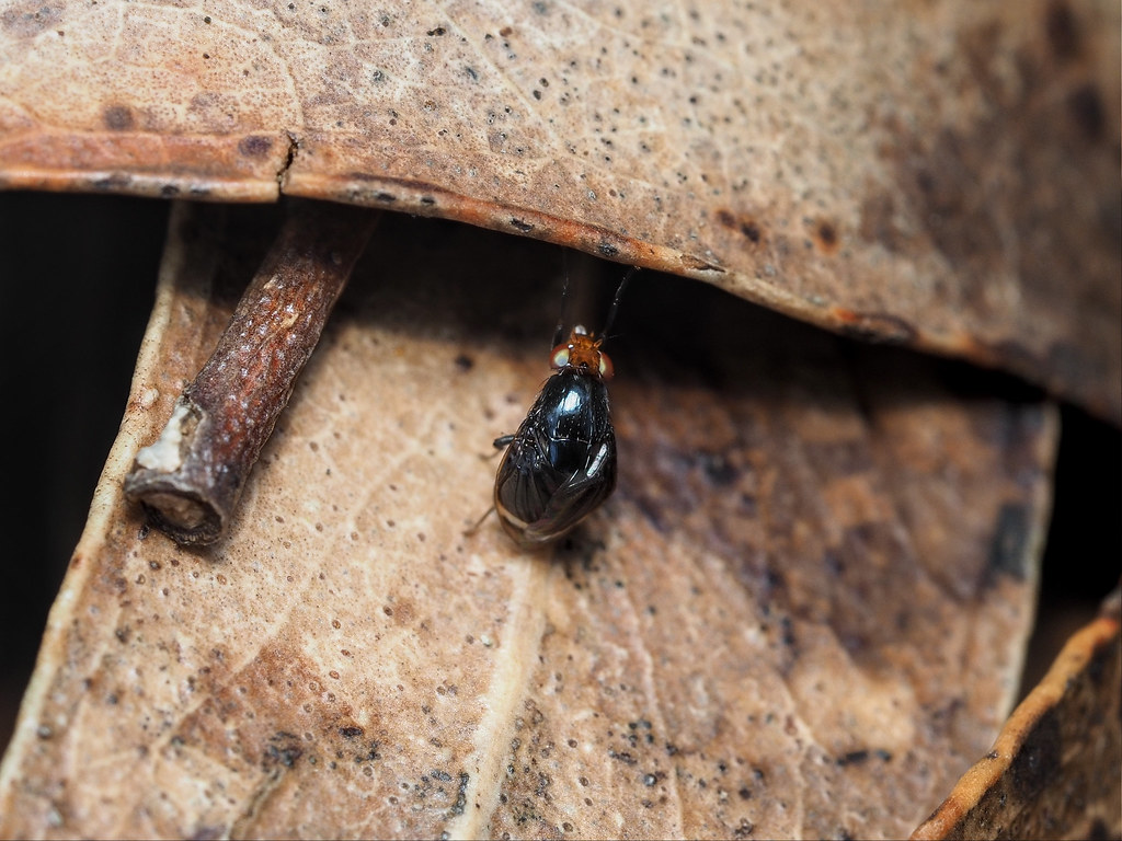 Lifting Up Insect Morning workout | Ooh yeah, power-lifting! Insect gym. | headsoup | Flickr