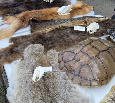 Animal pelts, shells, and bones set up on a table for viewing.