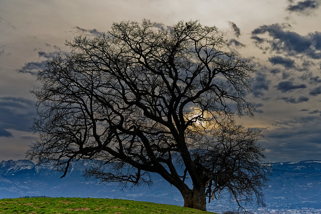 Chêne de Venon, classé arbre remarquable de France