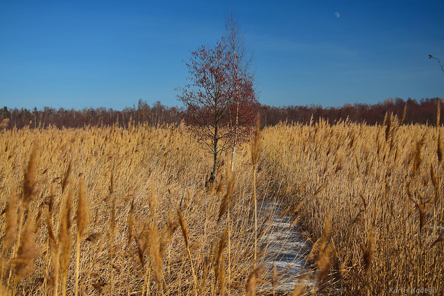 Reed Field in Riga, Latvia