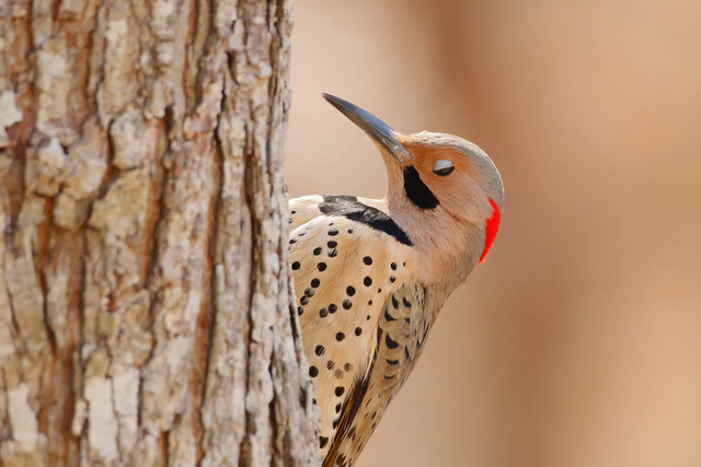 Male Yellow Shafted Northern Flicker