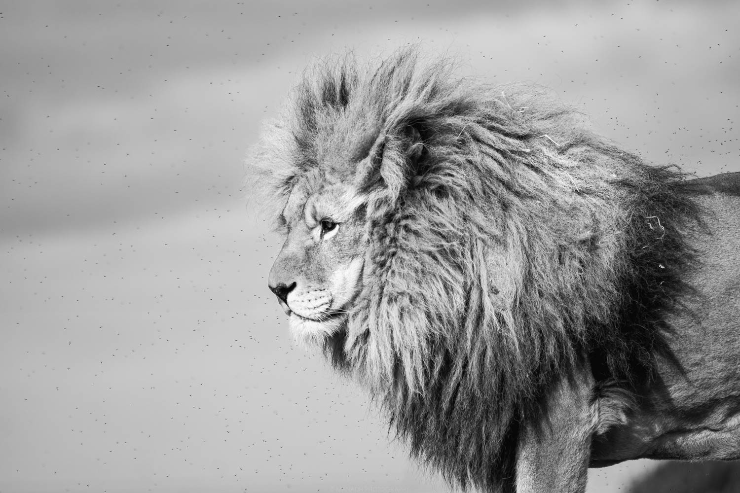 Yorkshire Wildlife Park (Lion)