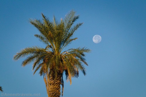 A palm and moonset at Furnace Creek, Death Valley National Park, California