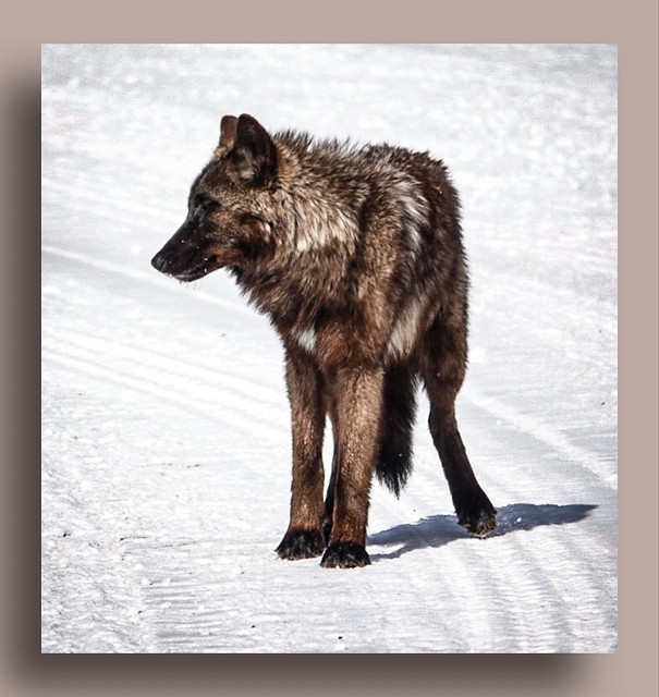 Yellowstone Grey Wolf