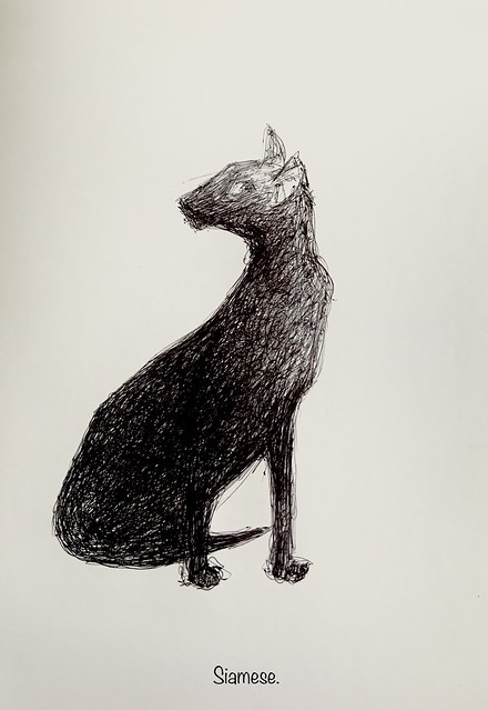 Sketch of Siamese Cat. Ballpoint pen only drawing by jmsw on thick card.
