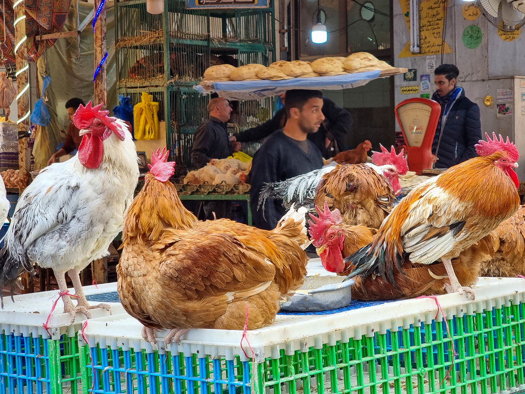 A photo of the market. In the front there are a few roosters standing on top of a cage. Behind, a man carrying a basket full of flatbreads on his head, is passing by.
