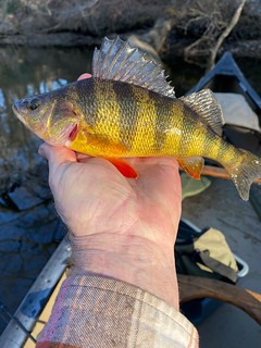 Photo of yellow perch in an angler's hand